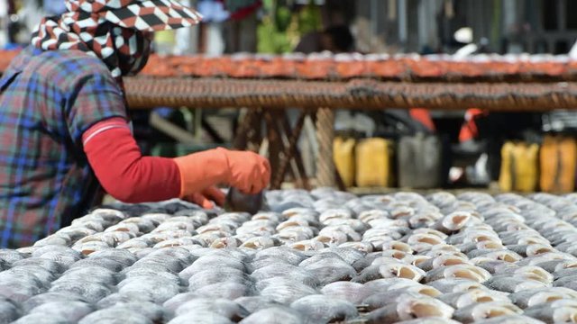 Fisherman Preparation for gourami Fish that are dried in solar fish drying plant with sun light.Salted preservation seafood raw fish fillets drying on wicker table in local market.