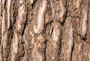 Natural wooden texture. Bark of a pine tree