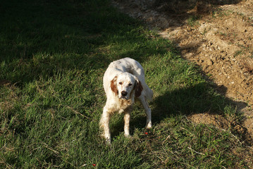 The dog walks on the street, a pet.