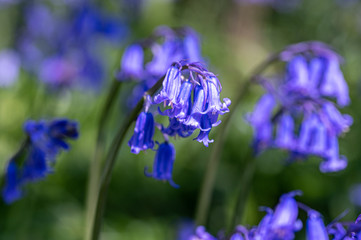 Bumblebee collecting pollen from bluebell flowers