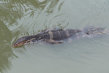 Asian Water Monitor