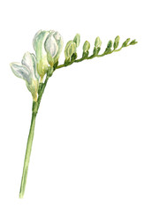 Obraz premium Watercolor image of white freesia flowers
