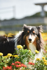 Fototapeta premium 春を感じるシェルティー