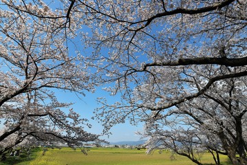 藤原京　菜の花畑と桜並木