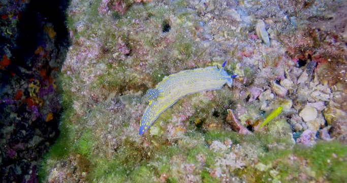 Giant doris nudibranch (Felimare picta) of Mediterranean sea.