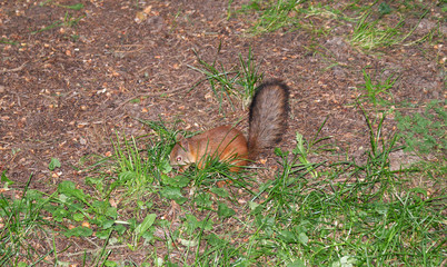 Red squirrel walks in the forest.