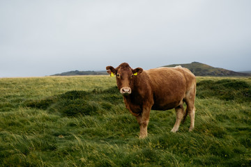 Kuh im Dartmoor