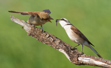 Red-backed shrike, Lanius collurio. A young bird asks for food from its parents. The male feeds his chick.