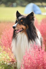 Fototapeta premium コキアとシェルティー