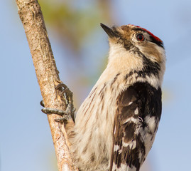 Lesser spotted woodpecker, Dendrocopos minor. Early morning bird sits on a tree branch.