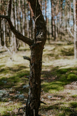 Pine in Latvian forest