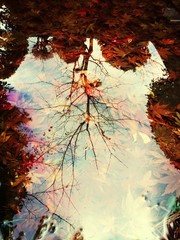 Reflection Of Bare Tree On Pond With Maple Leaves During Autumn