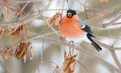 Common bullfinch, Pyrrhula pyrrhula. A frosty winter day. A male bird sits on a branch and eats...