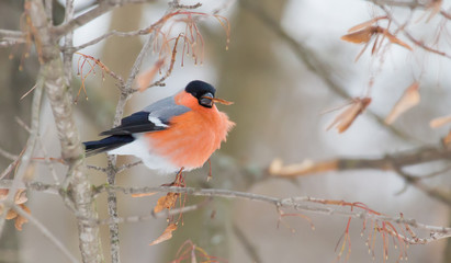 Common bullfinch, Pyrrhula pyrrhula. A frosty winter day. A male bird sits on a branch and eats...