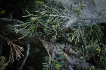 gałązka krzewu iglastego