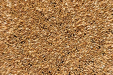 brown buck-wheat scattered on the table. shot is focused  in the middl and blurred to the border