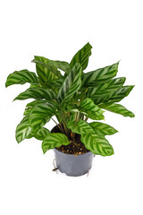 Tropical 'Calathea Concinna Freddie' house plant with exotic stripe pattern in plastic flower pot isolated on white background