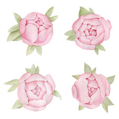 Watercolor peony flower illustration