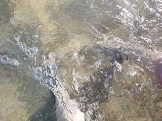 pernas, pés, água salgada, transparente, cristalina, natureza, férias