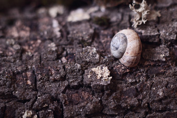 a snail shell