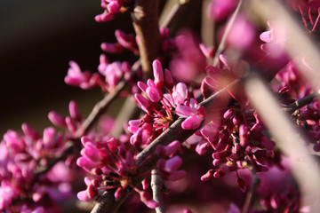 Pink flowers of blooming Eastern Redbud, Cercis Canadensis, Lavender Twist  towards blue sky at spring season close up Judas Tree