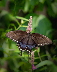 A black swallowtail butterfly feeds on a  heather calluna flower