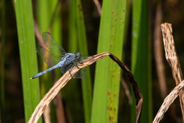 A blue dasher dragonfly rests momentarily on a plant next to a thicket in eastern Pennsylvania