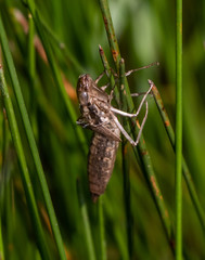 A discarded dragonfly larva exoskeleton hangs onto a thin branch