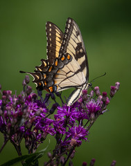An eastern yellow swallowtail butterfly feeds on nectar from some purple flowers
