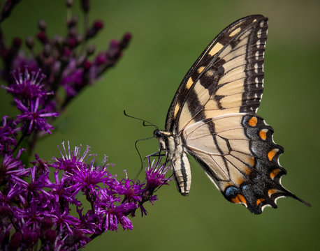 An eastern yellow swallowtail butterfly enjoys a meal on purple flowers