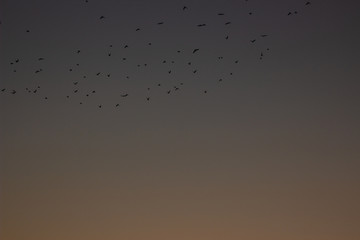 many birds are flying against the orange blue sky