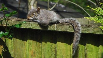 Grey squirrel (Sciurus carolinensis) dozing off while sunbathing in a garden in England