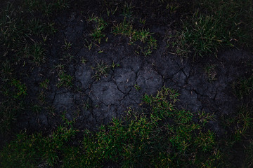 green grass on dry black earth