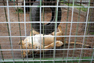 Lion is the king of animals in the zoo, a predatory animal.
