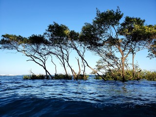 árvores, vegetação, água salgada, praia, mar, natureza, paraíso, maré alta, paraíso