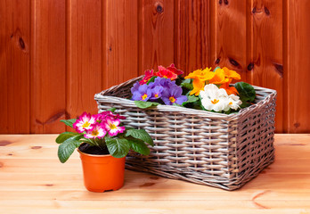 Bright primula  flowers in wicker  basket and  primula  flower near on wooden table. View with copy space.