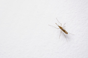 Dangerous Dengue Infected Mosquito on White Wall. Leishmaniasis, Encephalitis, Yellow Fever, Dengue, Malaria Disease, Mayaro or Zika Virus Infectious Culex Mosquito Parasite Insect Macro.