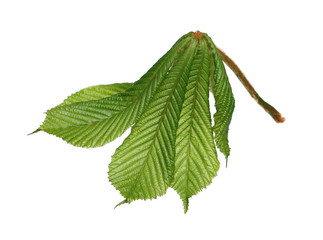 Horse-chestnut (Conker tree) leaves with buds, young flowers isolated on white background, clipping path