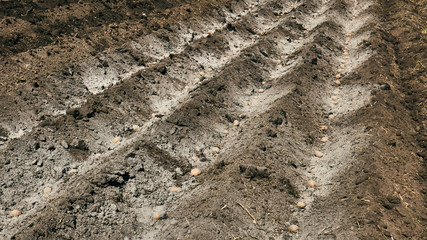 process of potato planting closeup
