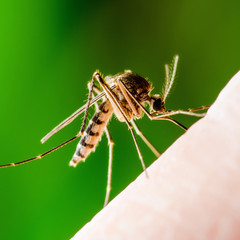 Dangerous Dengue Infected Mosquito Bite on Green Background. Leishmaniasis, Encephalitis, Yellow Fever, Dengue, Malaria Disease, Mayaro or Zika Virus Infectious Culex Mosquito Parasite Insect Macro.