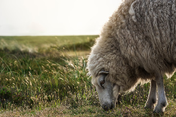 Sheep grazing close-up on Sylt island. Animal side view