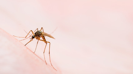 Dangerous Malaria Infected Mosquito Skin Bite. Leishmaniasis, Encephalitis, Yellow Fever, Dengue, Malaria Disease, Mayaro or Zika Virus Infectious Culex Mosquito Parasite Insect Macro.