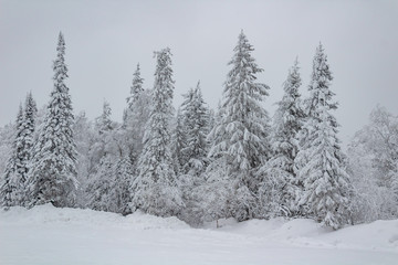 snow covered trees in winter