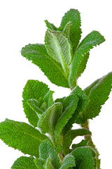 mint leaves isolated on white background