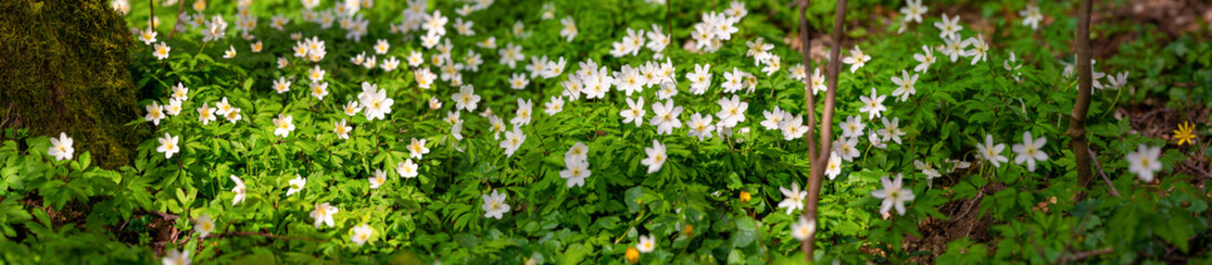 White anemones on the forest floor
