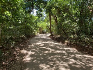 estrada de chão entre as árvores