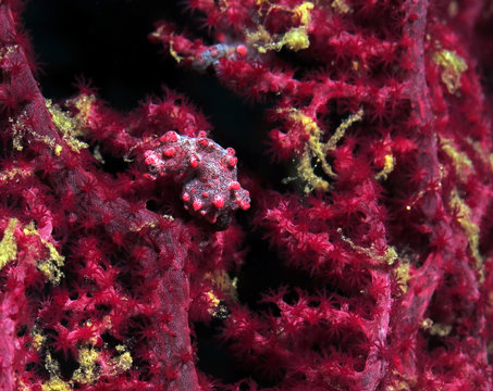Pygmy seahorse, Hippocampus bargibanti on gorgian fan coral Boracay Philippines