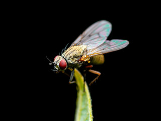 Exotic Drosophila Fruit Fly Diptera Parasite Insect on Plant Isolated on Black Background