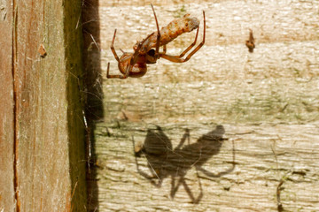 Spider feasting on an insect, with large shadow