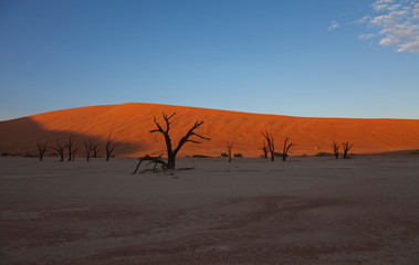 Fototapeta na wymiar Camelthorn dead tree (Acacia erioloba), early in the morning, Dead Vlei, Namib-Naukluft National Park, Namib desert, Namibia.